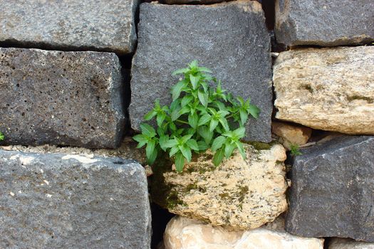 small green plant grow up inside old stone wall, hope concept