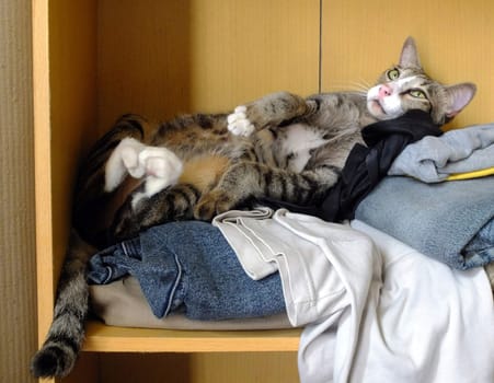 Cat lying on his back on a pile of clothes.