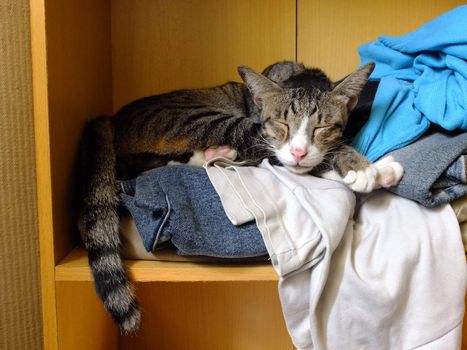 Cat sleeping on a pile of clothes.
