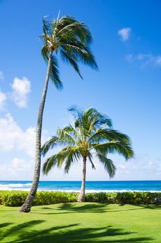 Coconut Palm tree by the ocean in Hawaii, Kauai