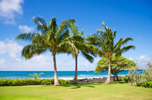 Coconut Palm tree by the ocean in Hawaii, Kauai