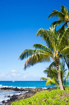 Coconut Palm tree by the ocean in Hawaii, Kauai