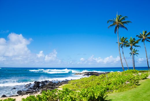 Coconut Palm tree by the ocean in Hawaii, Kauai