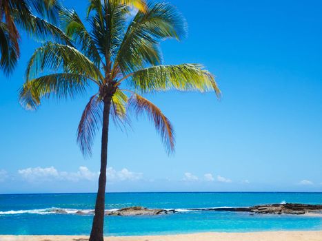 Coconut Palm tree on the sandy Poipu beach in Hawaii, Kauai