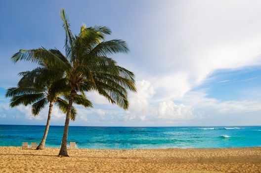 Coconut Palm tree on the sandy Poipu beach in Hawaii, Kauai