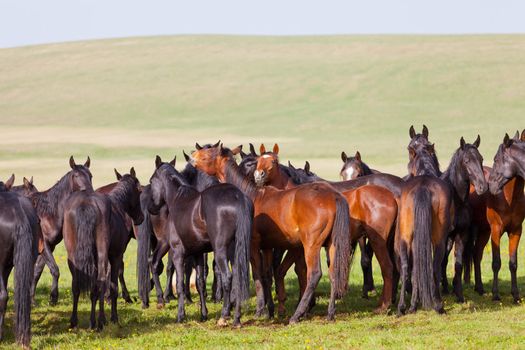 Herd of horses on a summer pasture. Elbrus, Caucasus, Karachay-Cherkessia