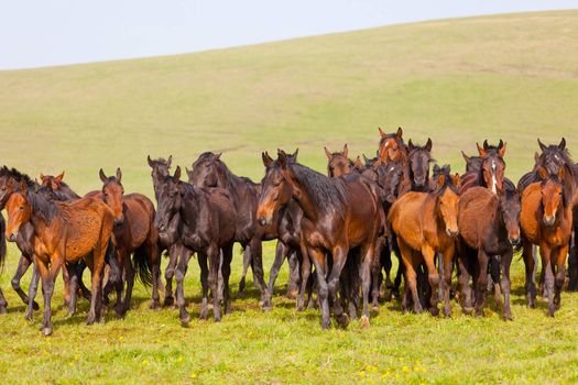 Herd of horses on a summer pasture. Elbrus, Caucasus, Karachay-Cherkessia