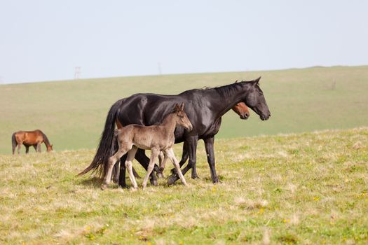 Horse with a foal go on a mountain pasture