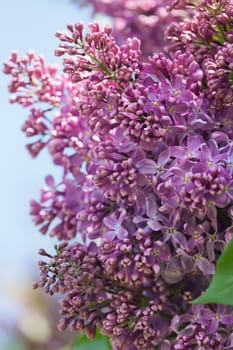 Branch of a pink lilac waves on a wind