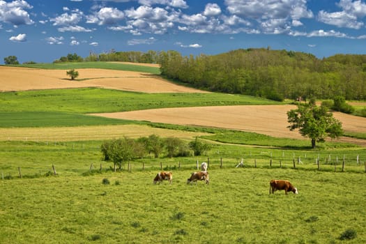 Herd of cows in green landscape under blue sky