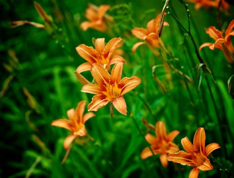 Beautiful Orange Fire Lily outdoors