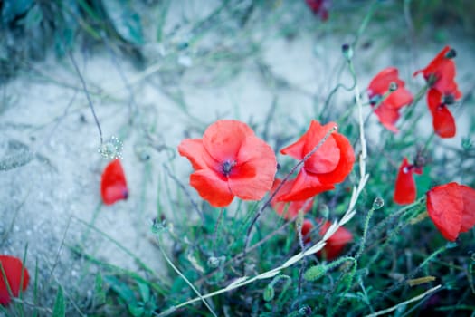 beautiful red poppy poppies in green and blue closeup outdoor