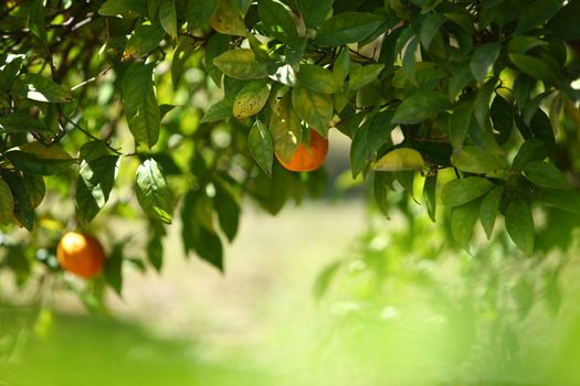 Orange tree with hanging fruit in an orchard