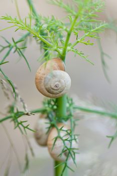 brown snail sitting on geen tree macro closeup outdoor in summer