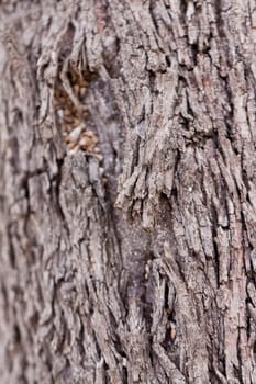 natural background texture material outdoor old abstract