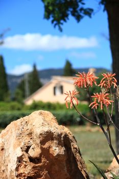 Selective focus on rock and plants with home in background