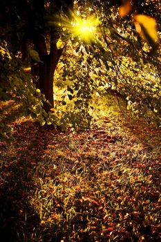 evening in autumn park