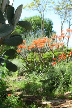 Beautiful garden with cactus and tropical plants