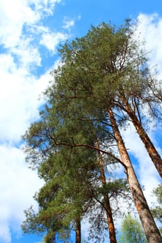 summer landscape with green forest and pines