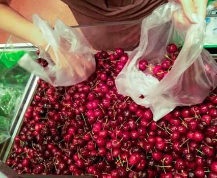 Woman picking and putting sweet cherries into a transperant bag