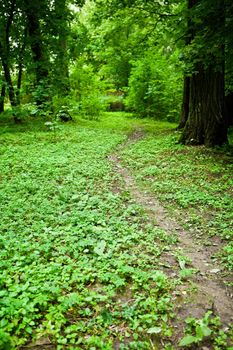 in green forest