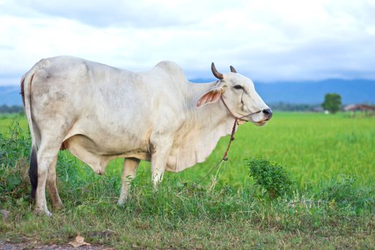 White cows on a farmland