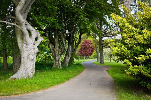 Tarmac track through a forest in England