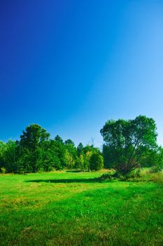 summer landscape