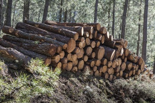 Lots of cut trees for the timber industry