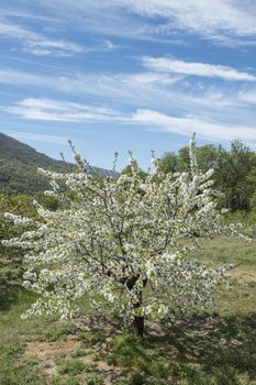 Flowering cherry trees in Jerte Valley in Spain