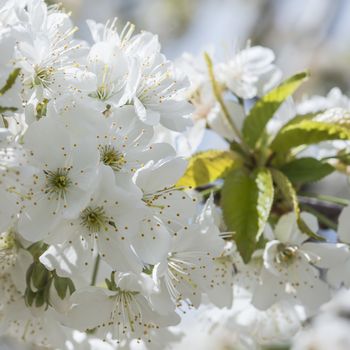 Flowering cherry trees in Jerte Valley in Spain