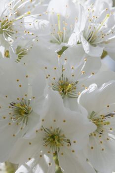 Flowering cherry trees in Jerte Valley in Spain