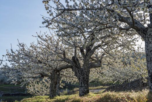 Flowering cherry trees in Jerte Valley in Spain