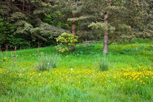 Grassy clearing in a native woodland with buttercups