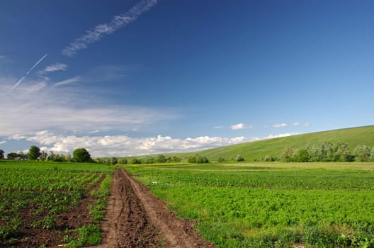 Path through a corn field in summer