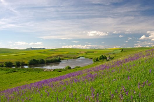 Lake among green meadow, summer landscape view