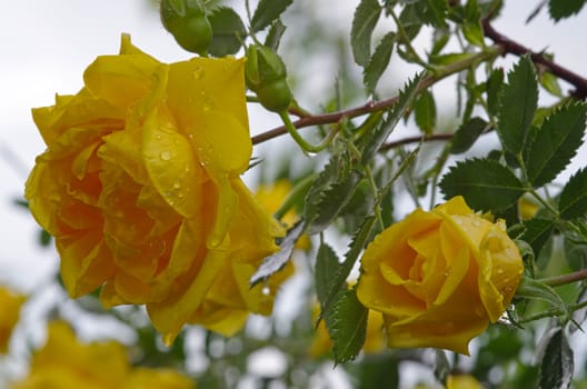 Yellow rose with rain drops, close image