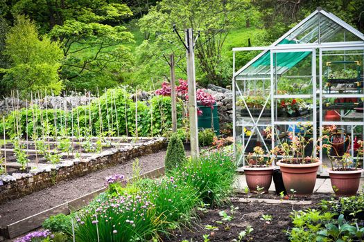 A flourishing vegetable garden and greenhouse in rural England