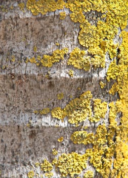 Abstract background natural tree bark .