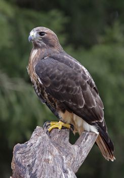 A Red-tailed hawk (Buteo jamaicensis) sitting on a stump.
