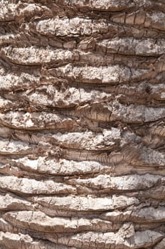 Abstract background natural tree bark .