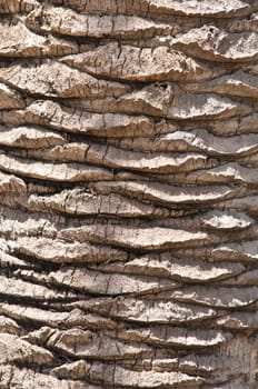 Abstract background natural tree bark .