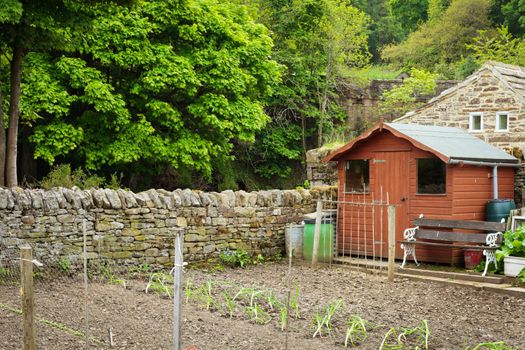 Vegetable garden in rural England with a wooden shed