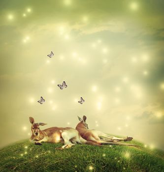 Two Kangaroos in a fantasy hilltop landscape with butterflies