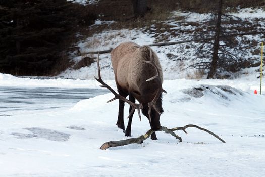 large elk eating bark off tree branch