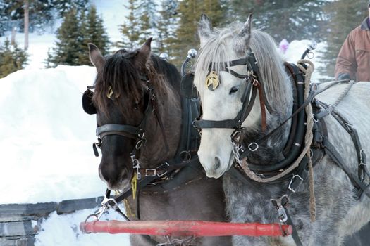 winter sleigh being pulled by draft horses