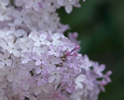 A close-up of light purple Lilac (Syringa) flowers blooming.