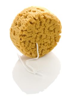 round sponge