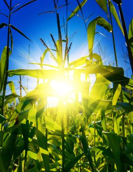 sunrise on a cornfield