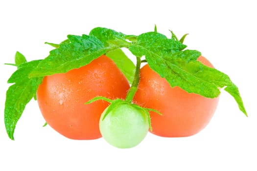 close up isolated on white tomato with foliage of tomato